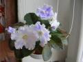 Sapphire Ice