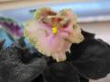 Rob's Antique rose
