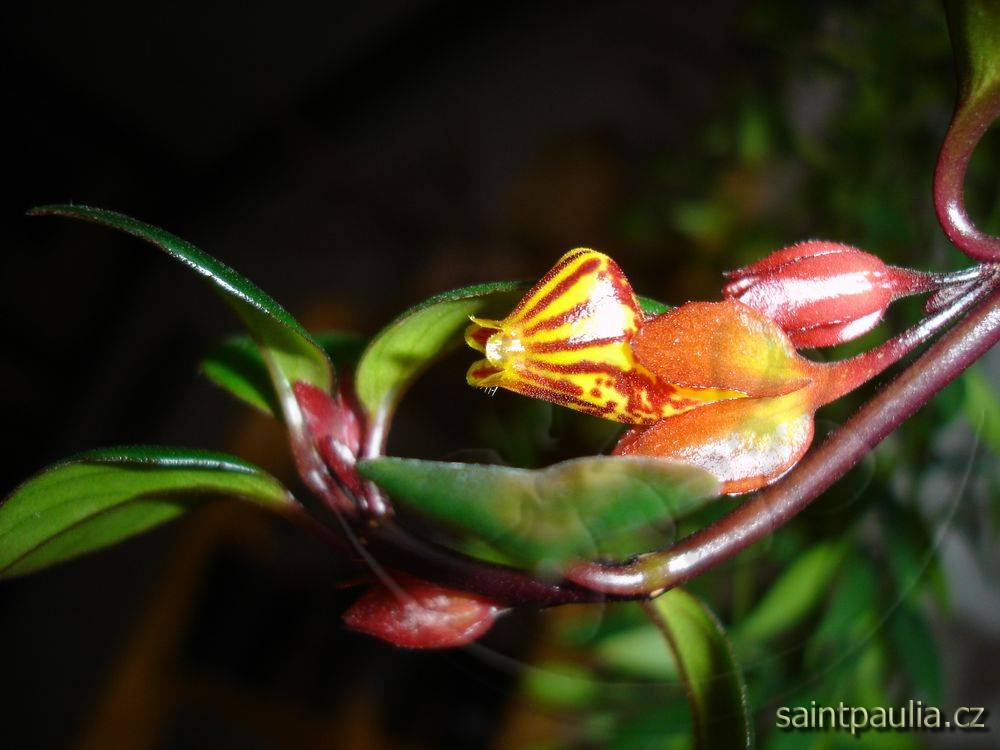 Tropicana