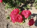 118