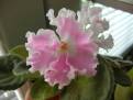 Pink Sensation