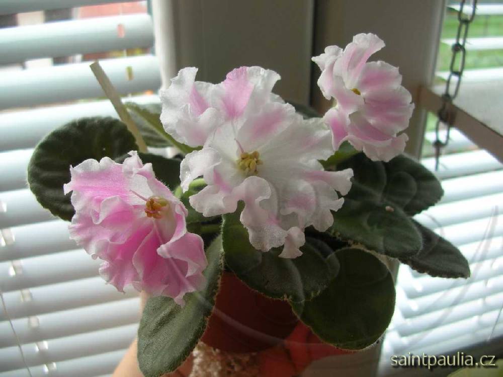 Pink Sensation