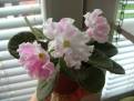 Pink Sensation