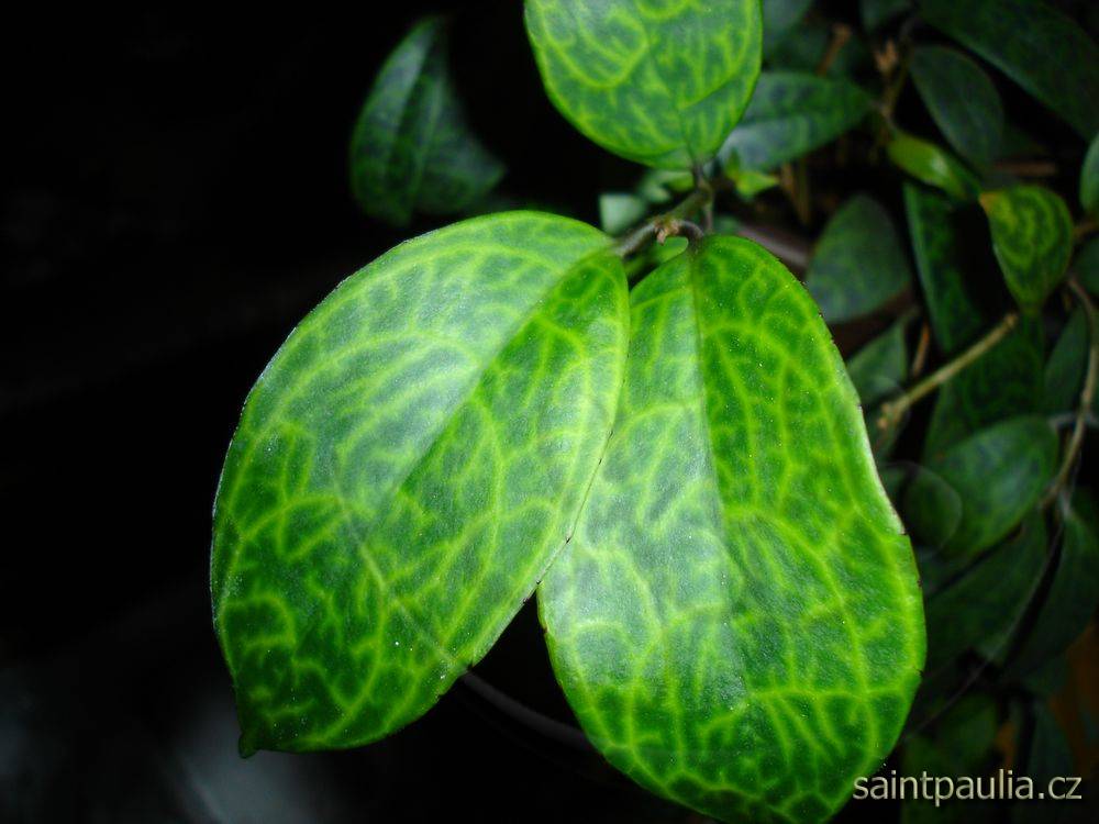 Aeschynanthus longicaulis (marmoratus)