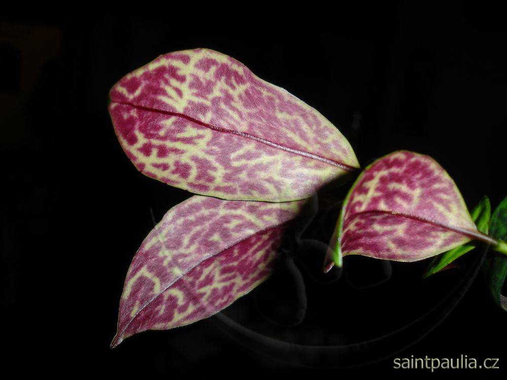 Aeschynanthus longicaulis (marmoratus)