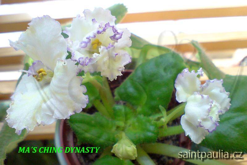 Ma's Ching Dynasty