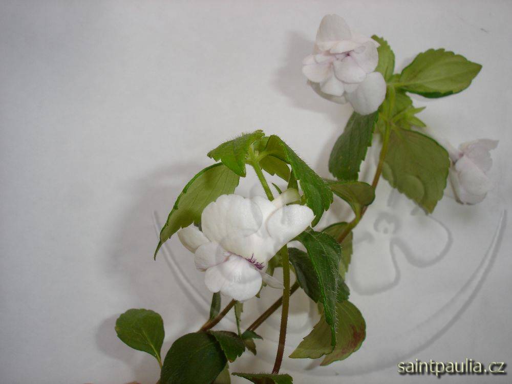 Double Picotee Rose