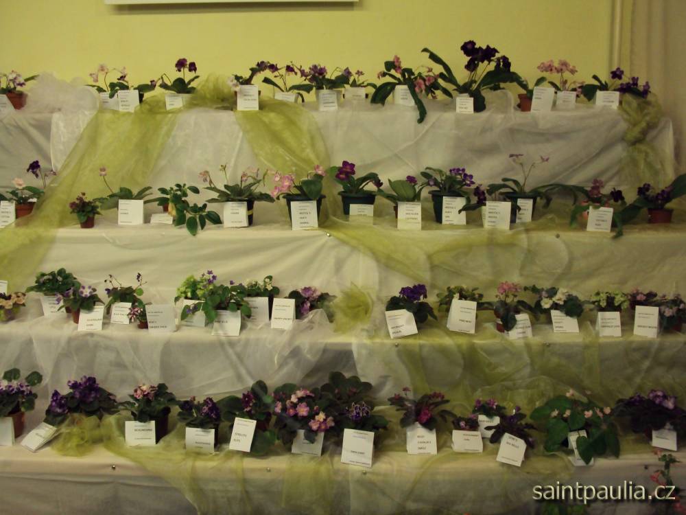 castolovice 2011 19