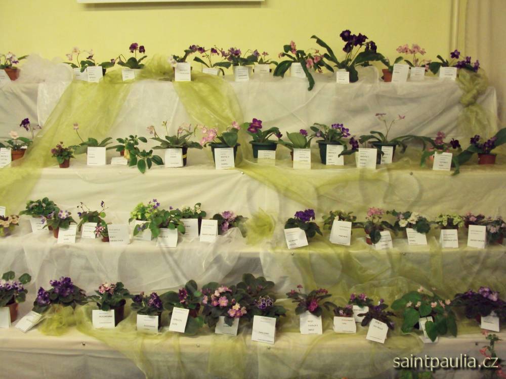 castolovice 2011 31
