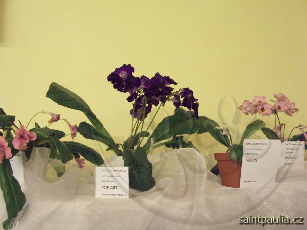 castolovice 2011 35