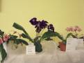 castolovice 2011 35