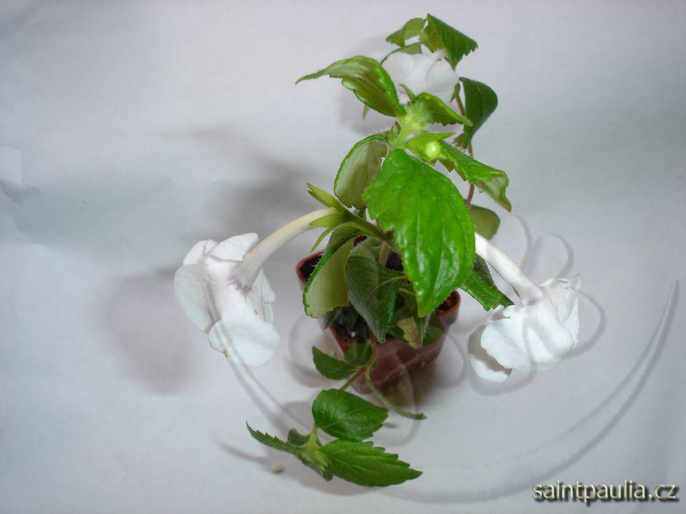 Double Picotee Rose