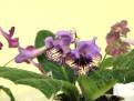 IMG 6349