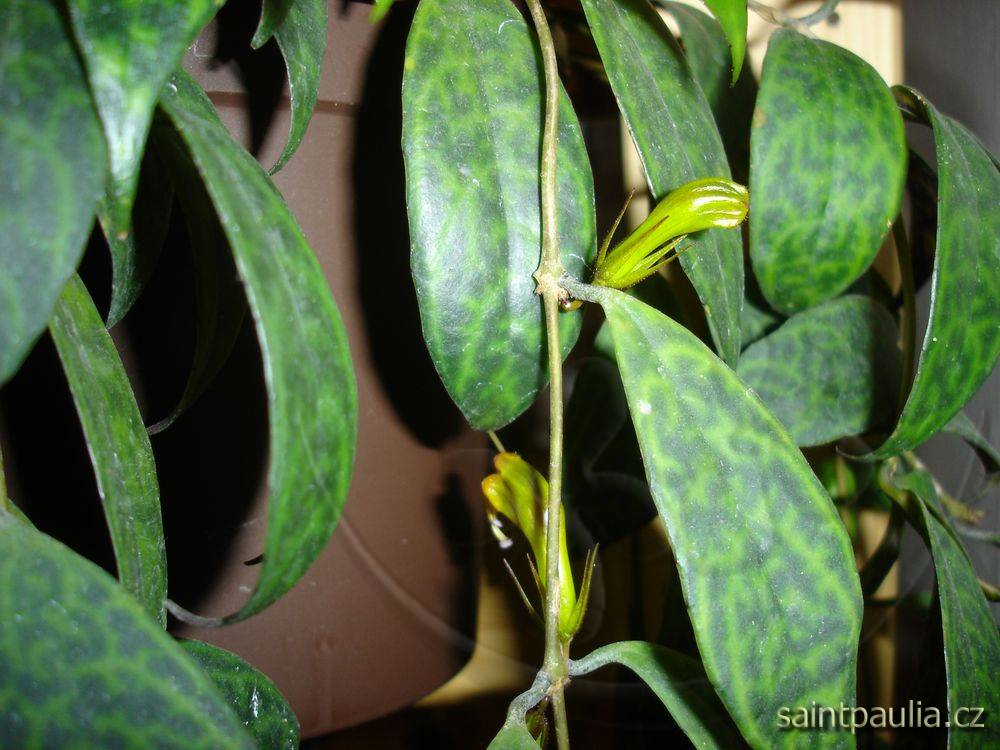 Aeschynanthus longicaulis (marmoratus)
