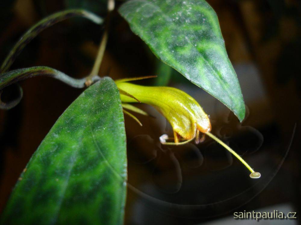 Aeschynanthus longicaulis (marmoratus)