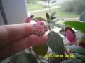 Heartland's Blackberry Butterfly