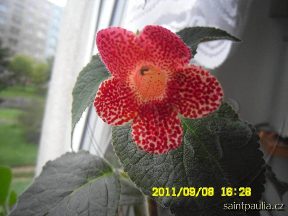 Sciadotydaea