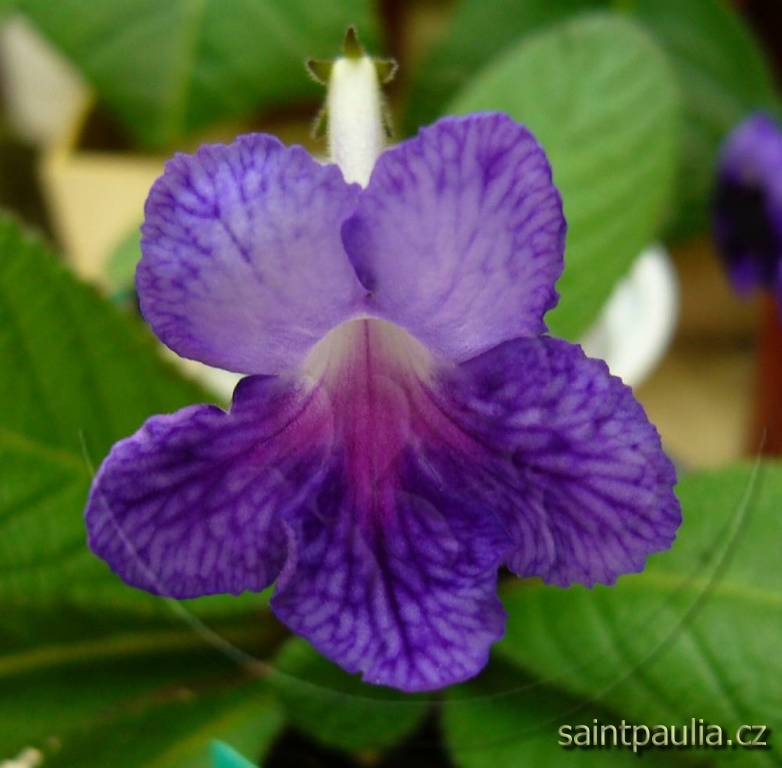 JL-Blossom for You