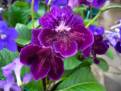 JL-Magic Smoke