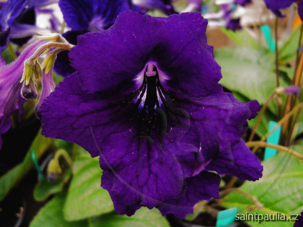JL-Pansy Face