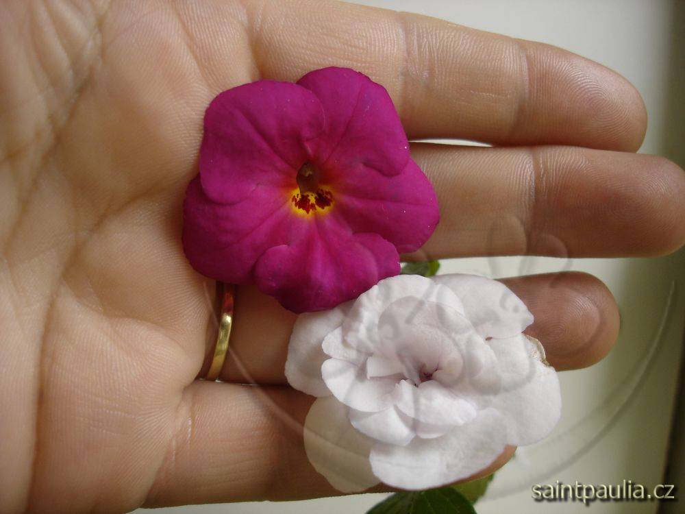 zz Elegance + Double Picotee Rose
