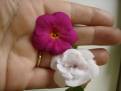 zz Elegance + Double Picotee Rose