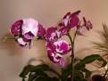 orchidej 10