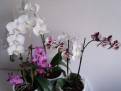 orchidej 13