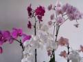 orchidej 14