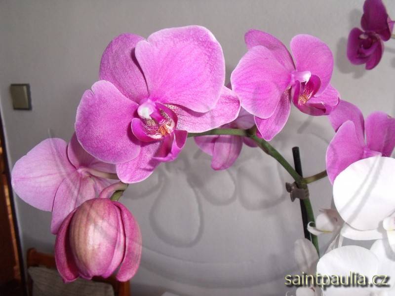 orchidej 16