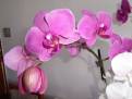 orchidej 16