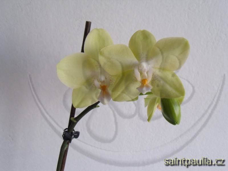 orchidej 18