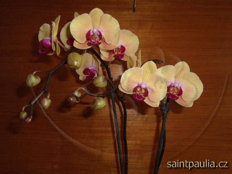 orchidej 19