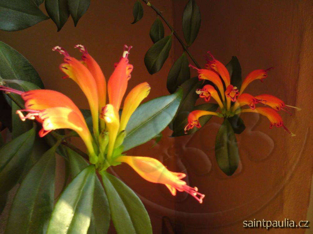 Aeschynanthus