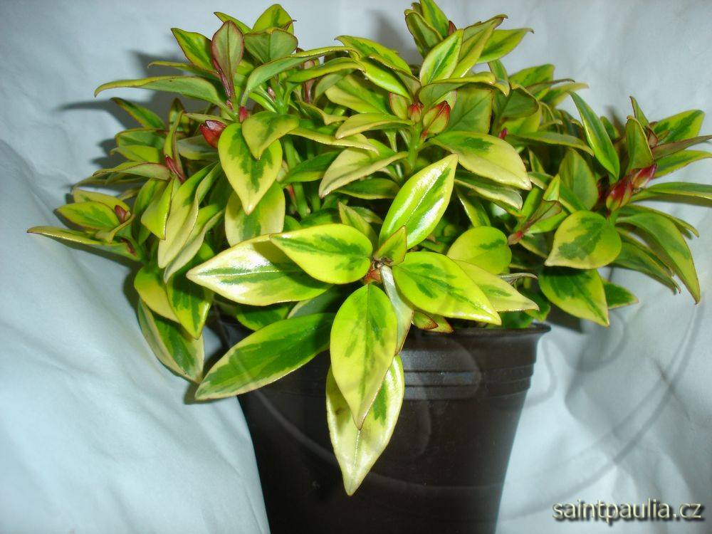 Nematanthus gregarius Sarah
