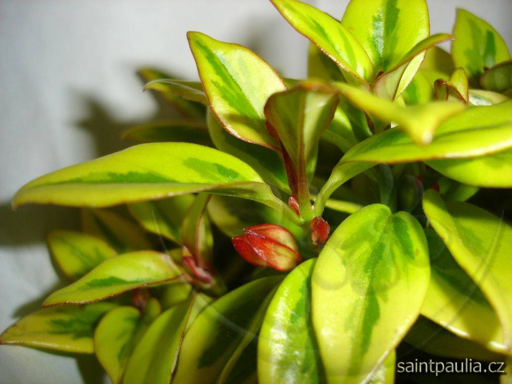 Nematanthus gregarius Sarah