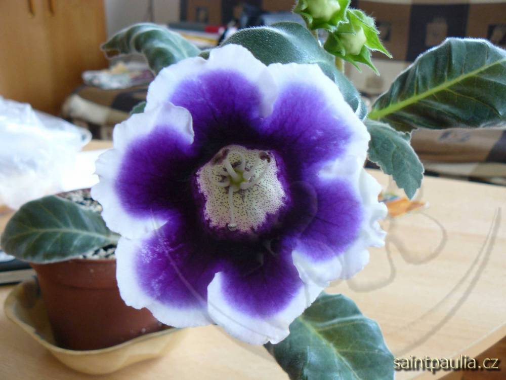 gloxínie
