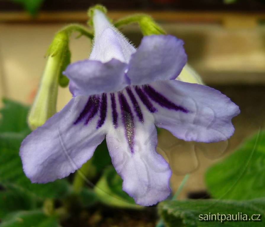 Streptocarpus floribundus