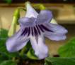 Streptocarpus floribundus