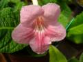 Bristol's Pink Satin