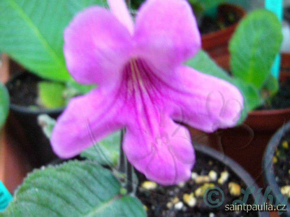Pink Domino