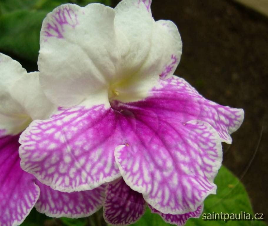 Pink Leyla