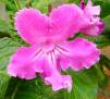 Rosebud