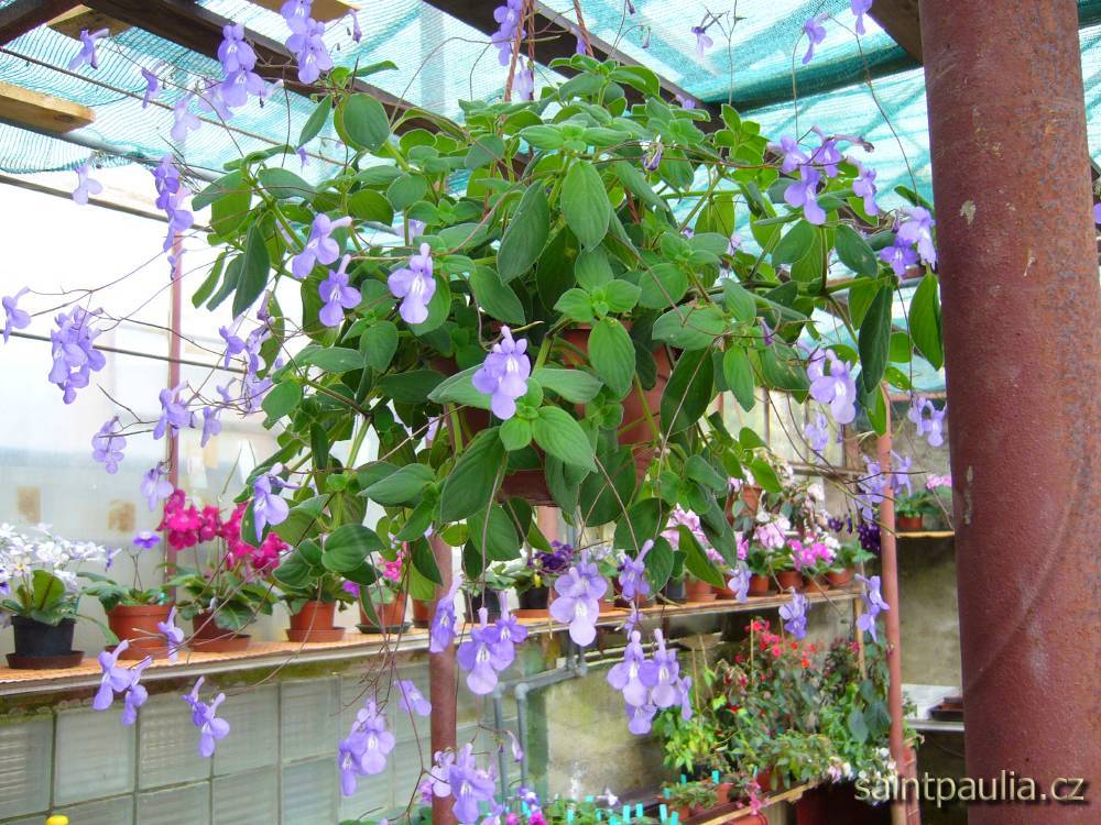 Streptocarpus saxorum