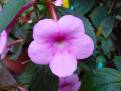 Peach Blossom