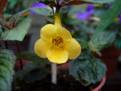 Yellow Beauty