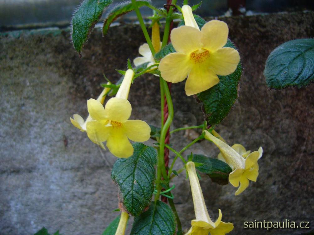 Clouded Yellow Stone