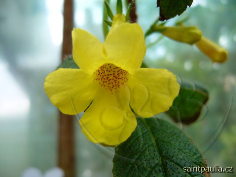 Clouded Yellow Stone