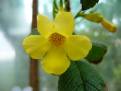 Clouded Yellow Stone