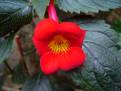 xAchimenantha Inferno